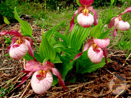 Cypripedium ‘Gisela’