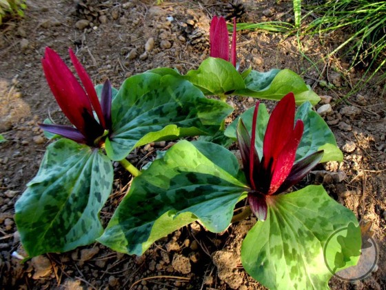 Trillium kurabayashii