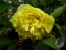 Paeonia 'Yellow Crown'